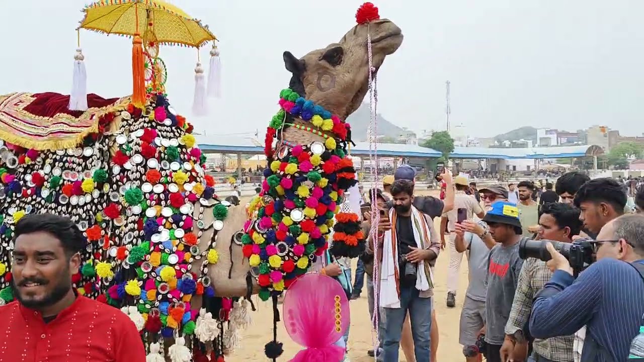 Camel decoration 🥰 in Pushkar fair 2025 | amazing  video 