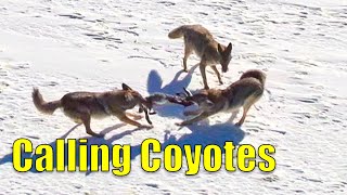 Coyote Hunting Nov. '22 in 4K!