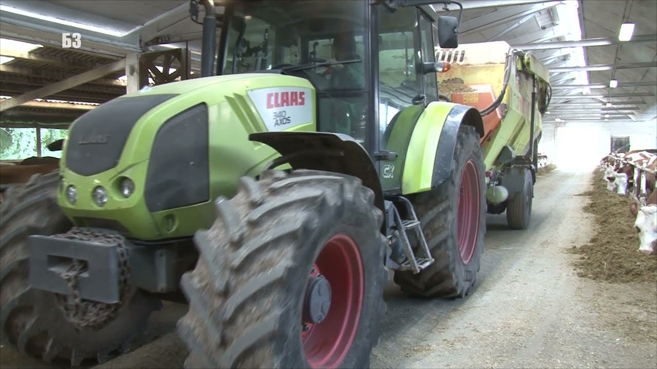 NAJVEĆA FARMA SIMENTALACA - 600 KRAVA NA JEDNOM MESTU - evo šta je važno oko cena, odgoja ...