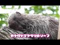 【東山動植物園公式】リーフご飯食べて、いい夢見てね《 カナダヤマアラシ 》