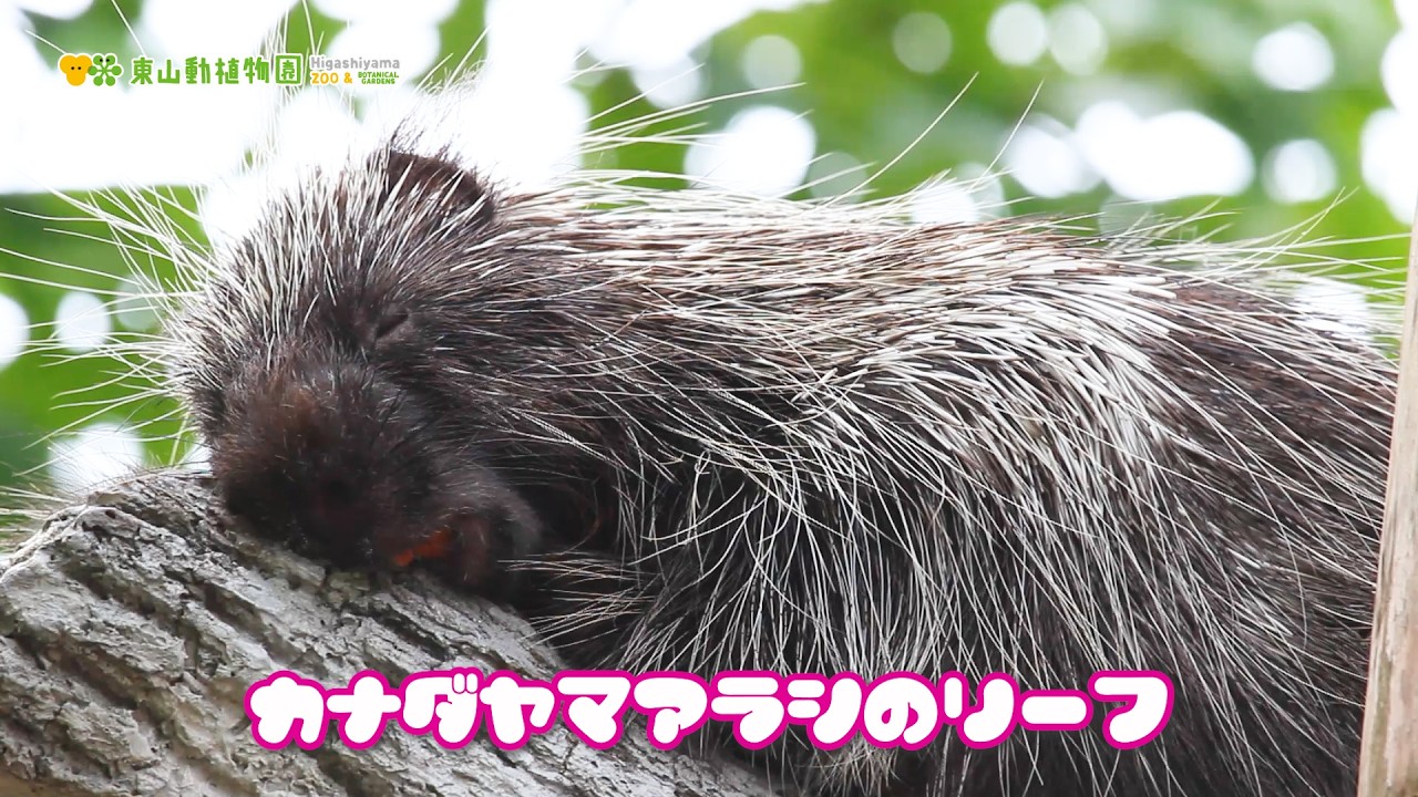 【東山動植物園公式】リーフご飯食べて、いい夢見てね《 カナダヤマアラシ 》