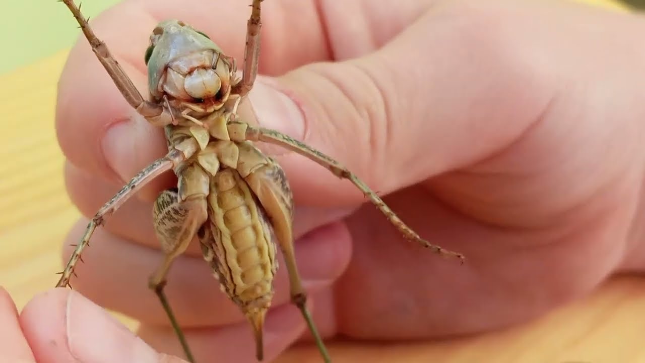 Скачок сходный, или скачок баштановый, или скачок бахчевой (лат. Platycleis affinis), Никита Нюняев2