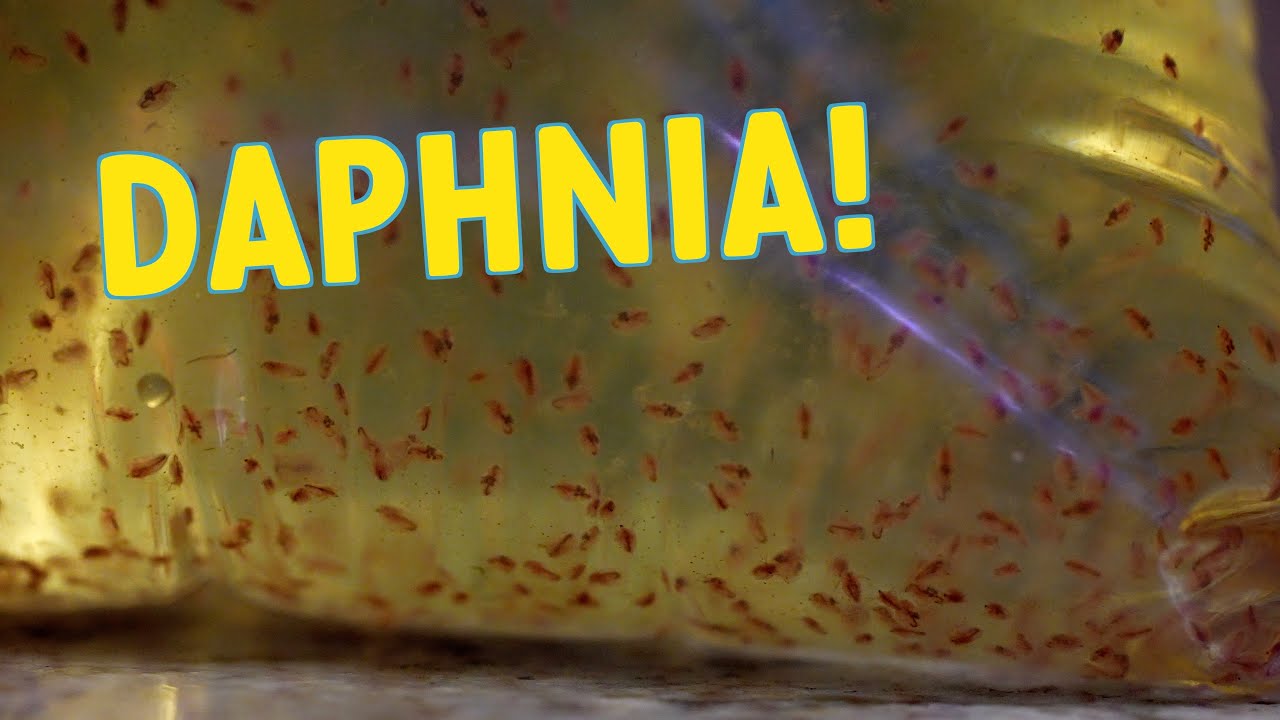 LIVE DAPHNIA | EHEIM & AQUARIUM CO-OP AUTOFEEDERS | NEW DEPOT MERCH | RED SEA REEF MAT