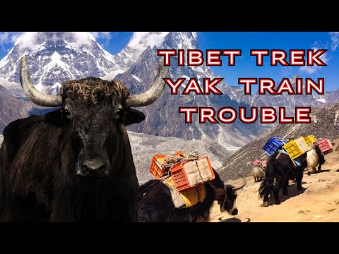 Tibet Trek Yak Train Trouble 