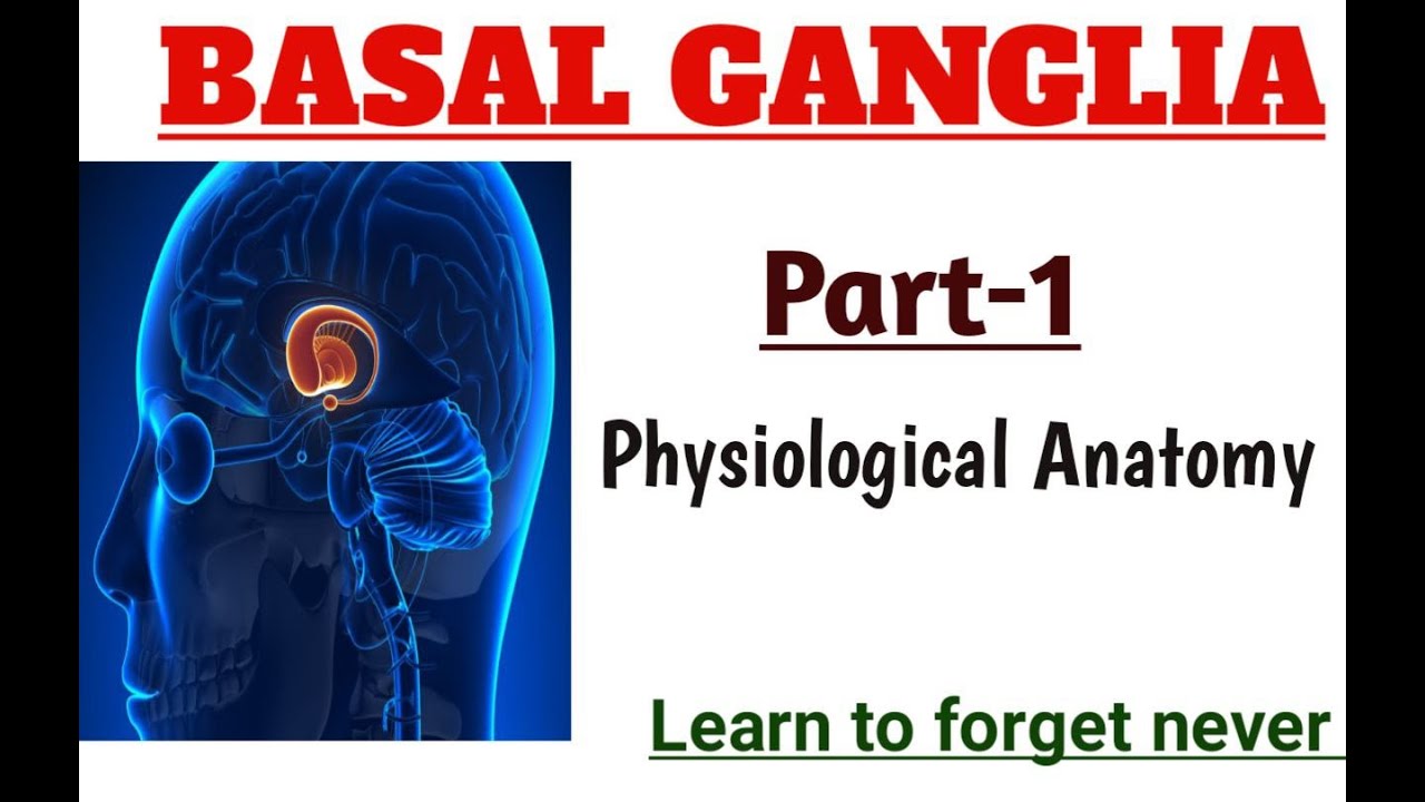 1 (physiological anatomy) Biology Diagrams