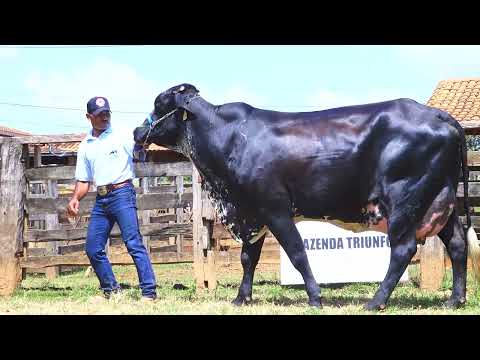 LOTE 05 9559-CJ