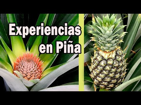 EXPERIENCIAS CULTIVANDO PIÑA OROMIEL - YouTube