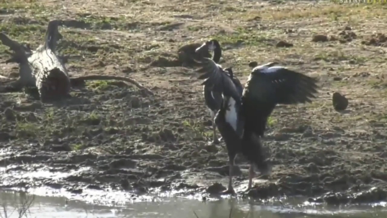 sindile faku June 17, 2017 - Sunset - Spur Wing Goose with Tristan