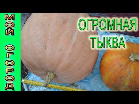 Download Тыква весом 30 кг, диаметром 40 см Mp3 and Video Тыква весом 30 кг, диаметром 40 см