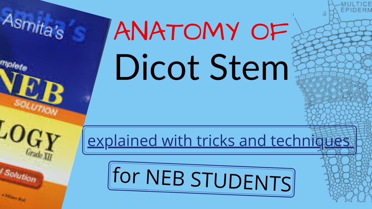 Anatomy of DICOT STEM Explained in NEPALI for NEB STUDENTS | Pathsala Online | BOTANY