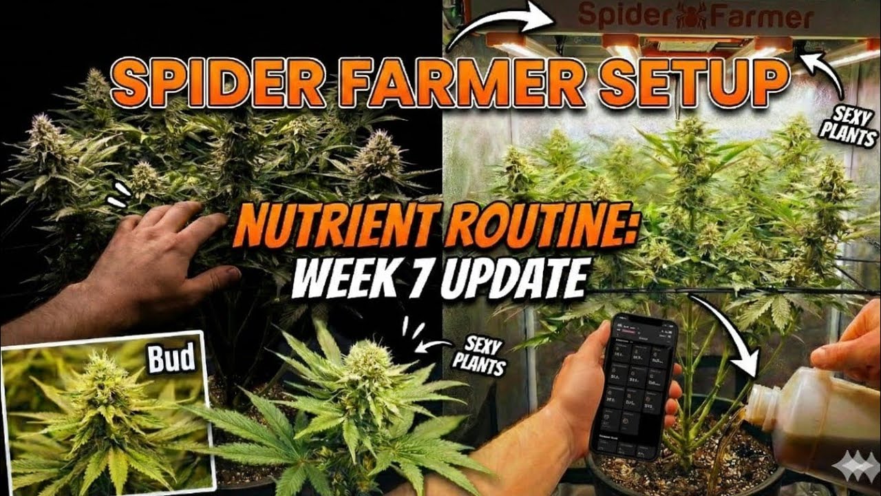 How I Feed in Week 7 of Flowering 