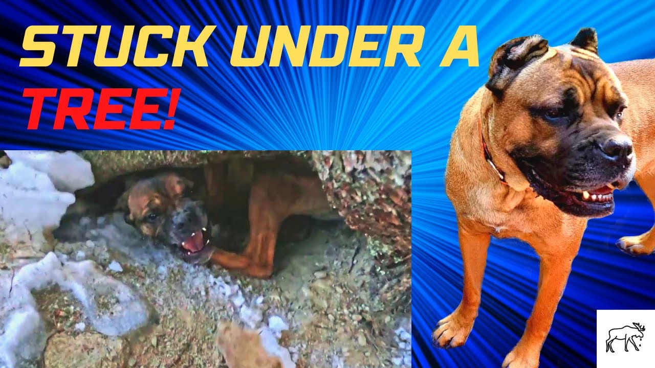 Homestead Dog Stuck Under a Tree Watch Her Quick Rescue! Homestead