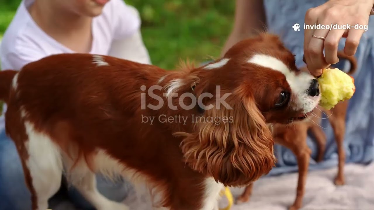 This Duck & Dog Will Melt You 🐕🦆 