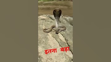 मैं नागिन तू सपेरा #shortvideo #shortsfeed #viral #ytshorts #shorts #viralvideo #nagin #cobra #masti