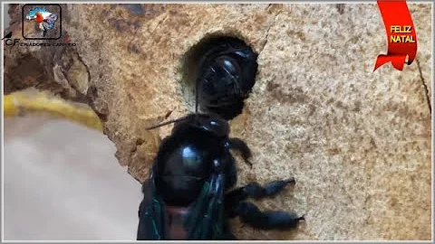 Como é o ninho de mamangava?