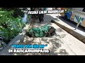 ARAK ARAKAN KUDA LUMPING PGM PUSAKA GALUR MANUNGGAL DI RANCANUMPANG 💥 RHP Telolet
