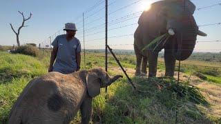 A New Elephant Morning with Khanyisa & Phabeni Reaches Out His Trunk to Jabulani!