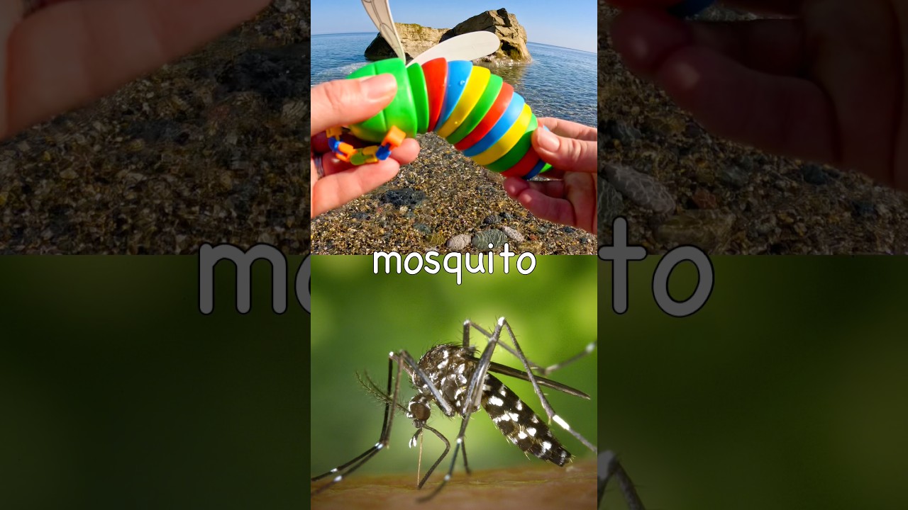 Bug Insect Names for Kids to Learn at the Shore: Earthworm Stink Bug Beetle Mosquito Jewel Beetle