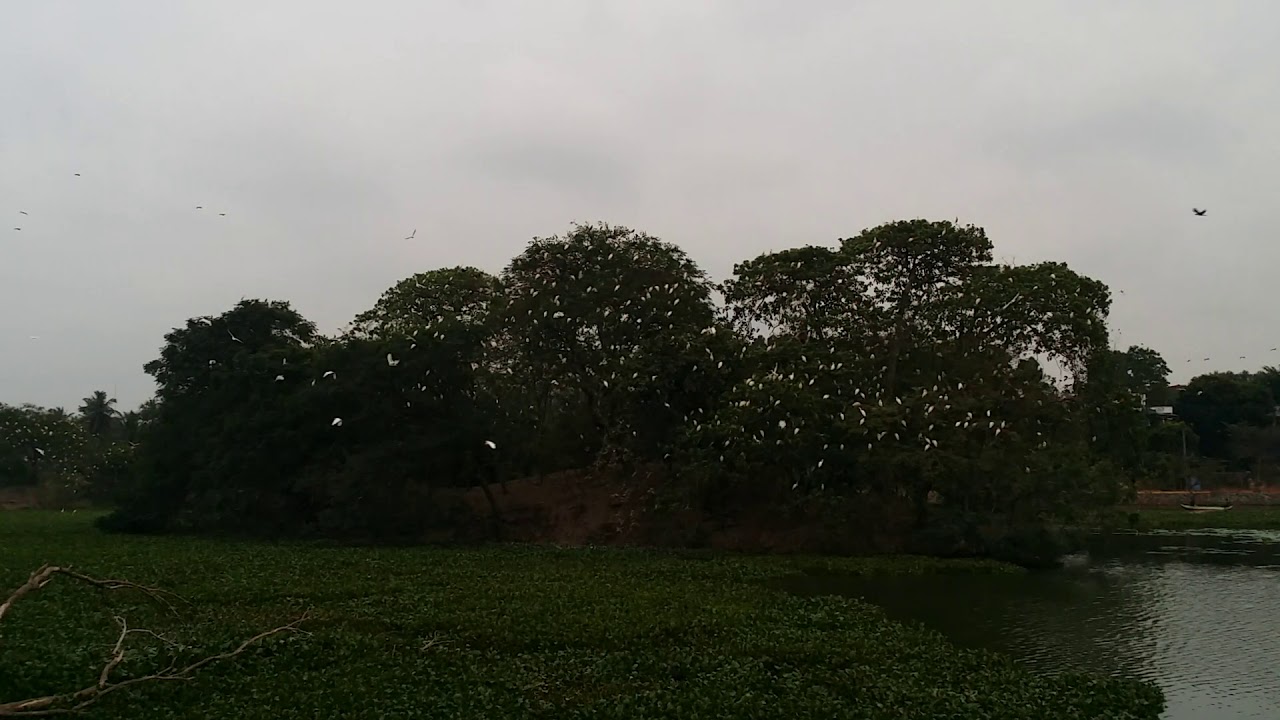intermediate egret nesting on a island