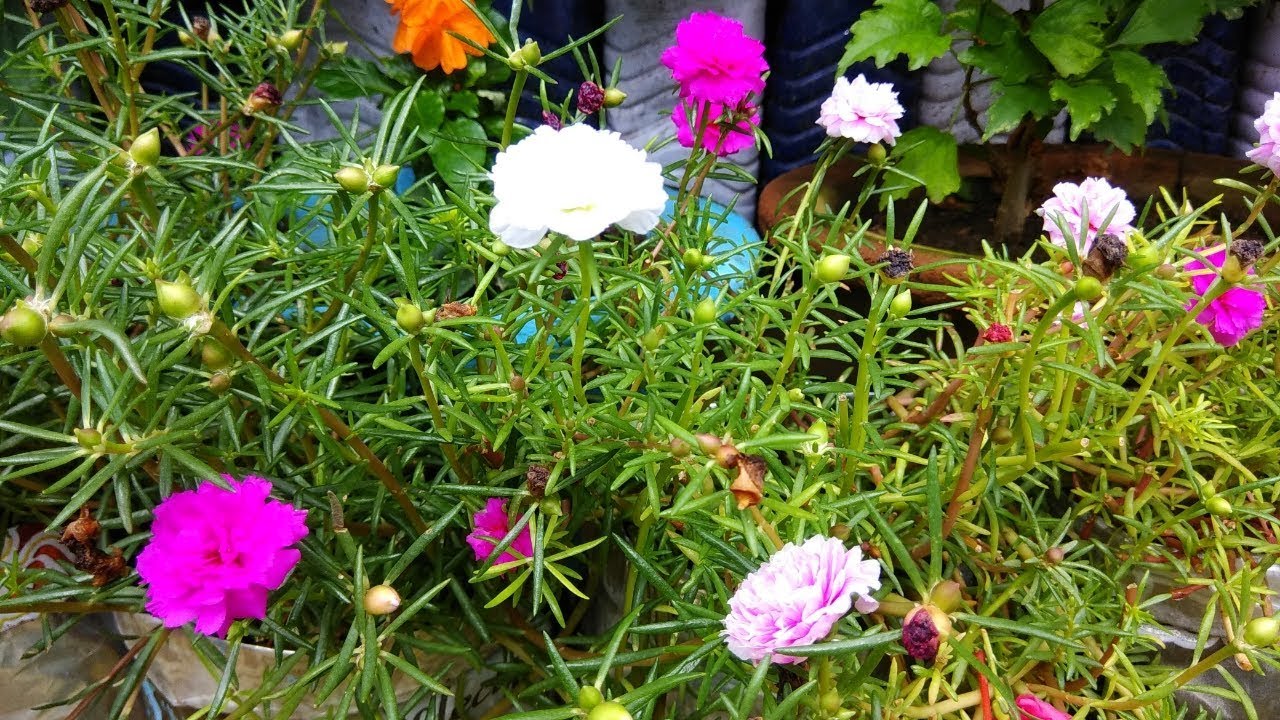 How To Grow Care Portulaca Moss Rose 9 0 Clock Plant Youtube How To Grow Care Portulaca Moss Rose 9 0 Clock Plant Youtube