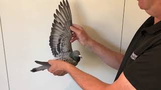 Descheemaecker Pigeon Center