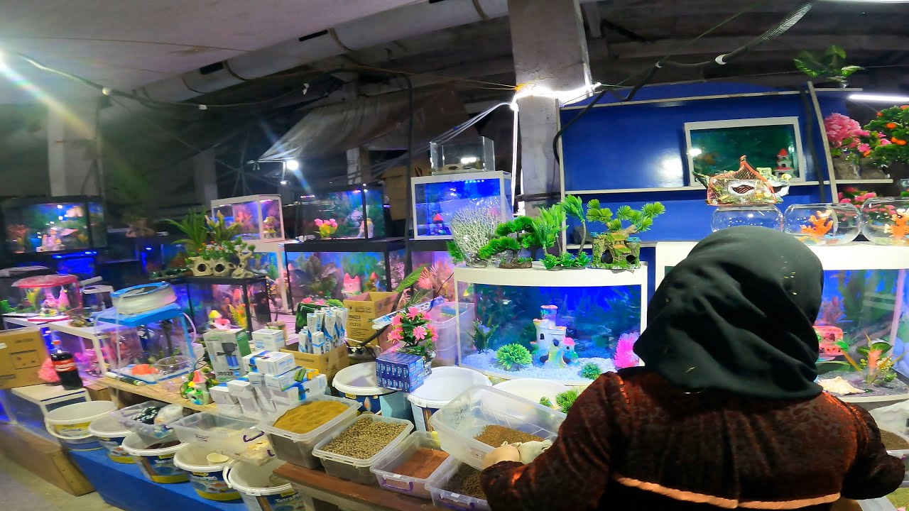 Yangiobod. Akvarium. Baliqlar narxi