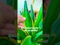 Best Indoor Air purifier plant l#reel #subscribe #garden #snake_plant#herbs #viral_shorts
