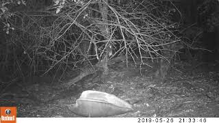 Jaguar eating the remains of a sea turtle