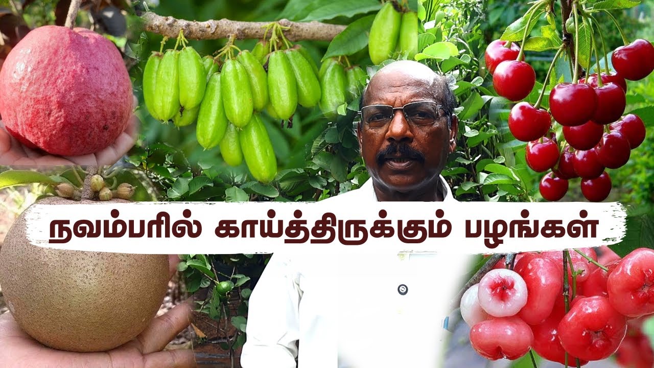 🤯Chennai Gardeners: See the Rarest Fruits RIPE NOW! 🥭 Our November/December பழம் Harvest!