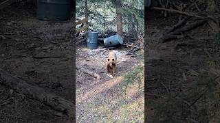 Amazing looking cinnamon phase black bear #shorts #bowhunting #alberta #blackbear #hunting #nature