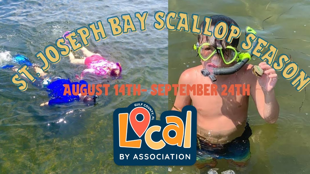St. Joseph Bay Scallop Season YouTube