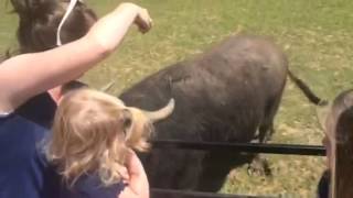 Feeding the water buffalo at lazy five ranch