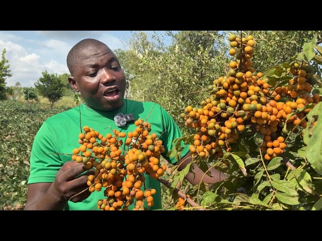 Deinbolia grandifolia: The Rare West African Fruit Tree Worth Growing