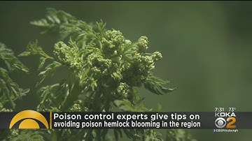 Experts Give Tips On Avoiding Poison Hemlock