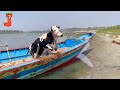 FUNNY COW DANCE FOR 12 MINUTES STRAIGHT | Cow Song & Cow Videos 2024 | Cow dance mix | dancing cow Mp3 Song