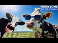 Funny cow dance for 12 minutes straight  cow song  cows 2024  cow dance mix  dancing cow