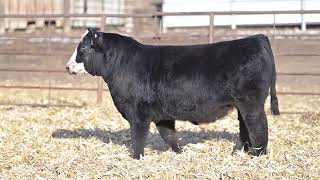 83   J61 Caffee Ranch 2026 Bull Sale