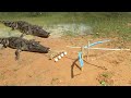 |slat water Crocodile |Aligator hunting |Nile Crocodile hunting|perburuan Buaya Manusia Dan hewan