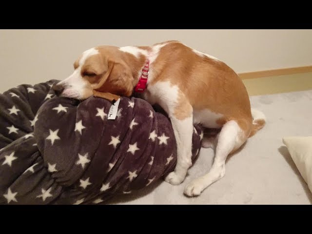 きょうのうぃるさん(ビーグル犬 Beagle dog) うぃるさんやっぱりしまほいが好きの巻き~大きい声はいまでは心地よいんです( *´艸`)w