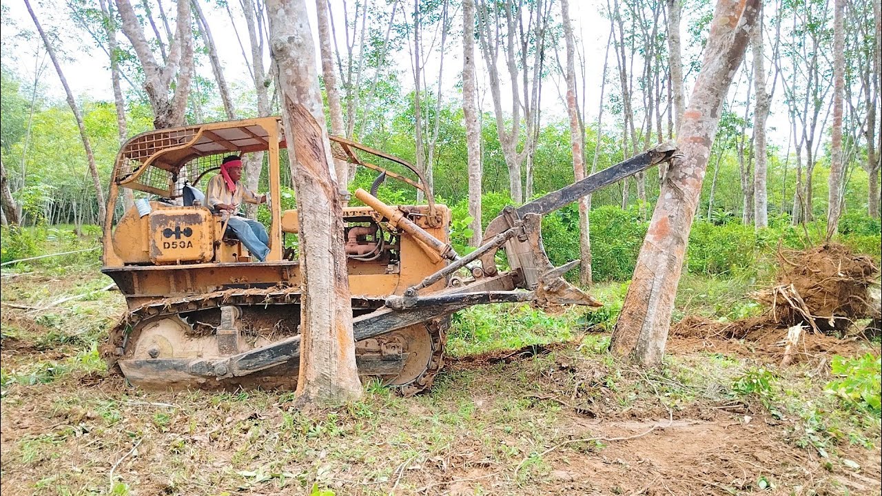 ดุดันสุดๆ อาจารย์กลิ้ง เปิดแปลงใหม่ กับ แทรกเตอร์ D50A เจอไม้ยางพารา พันธุ์ 235 ต้นใหญ่!