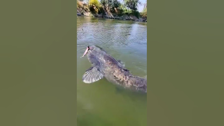 Big Catfish 🔥🔥🙂 #fishing #pesca #wedkarstwo #siluro #sum #catfish #rivergishing #spinfishing #pre