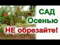 Не погубите деревья обрезкой! Почему нельзя обрезать садовые деревья осенью