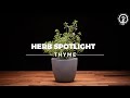 Video Image