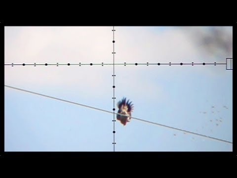 100 Yard Dove Shot - Dove Hunting with Edgun Matador PCP Air Rifle (Nov 6, 2011)