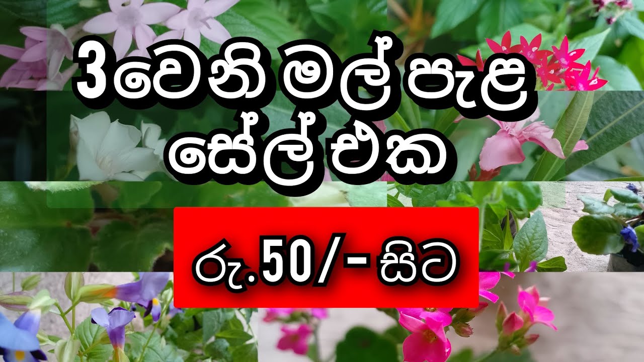 මගේ තුන්වෙනි මල් පැළ සේල් එක...0760928405(Whatsapp) #gardenflowers #flowers #plantsandflowers