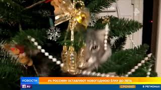 4% россиян не убирают новогоднюю елку до лета