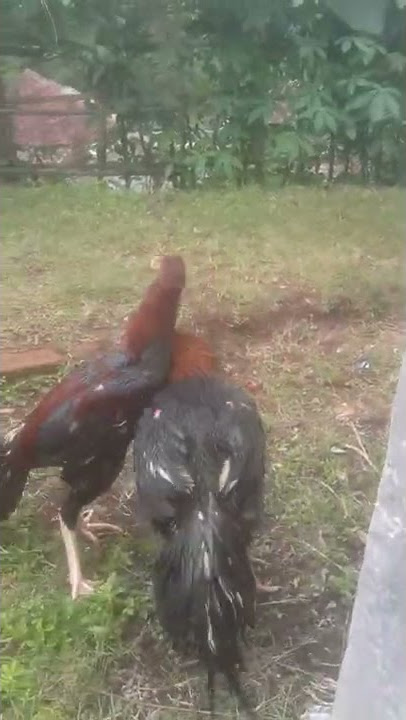 JANGAN MAU DI ADU AYAM. KARENA YANG NGADUNYA NGOPI BARENG #shorts