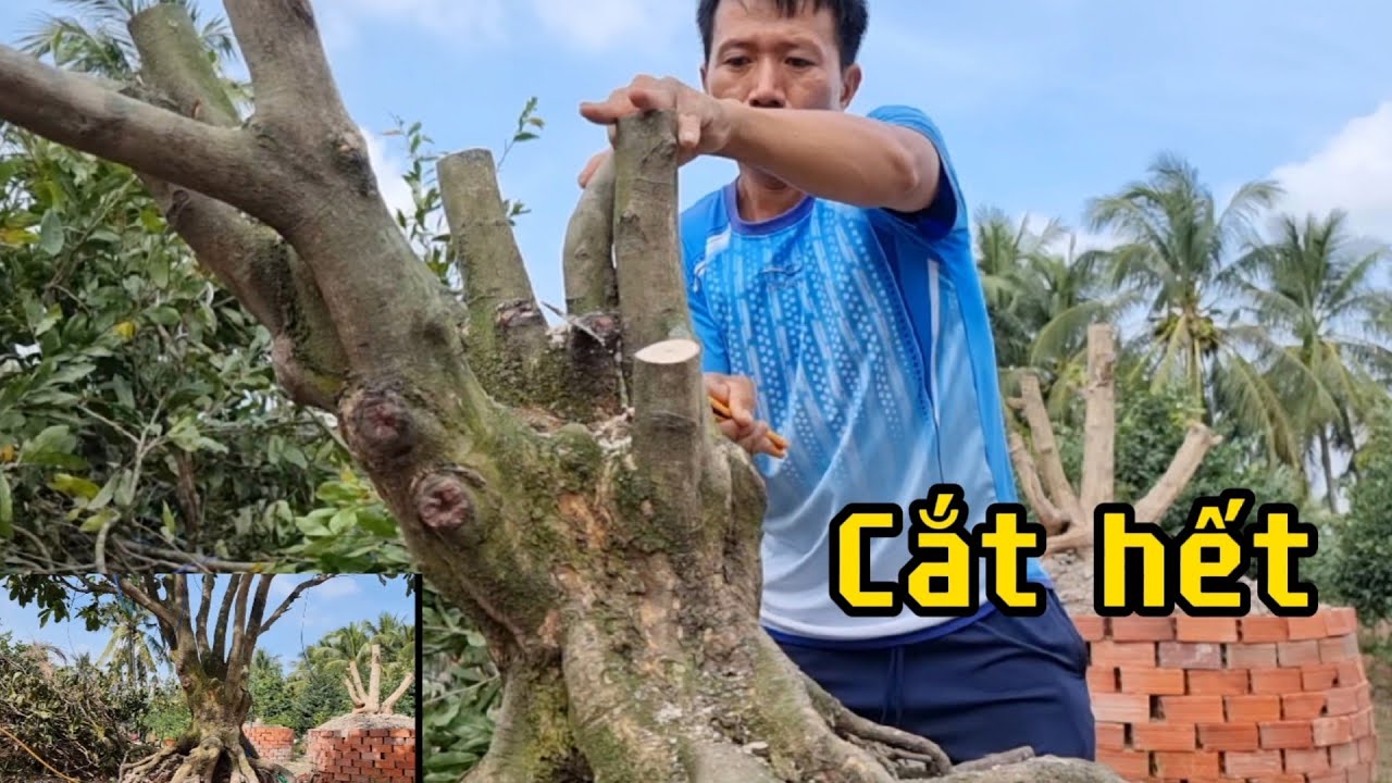 Cắt Phá Thế Cây Mai Vàng Và Kết Quả!