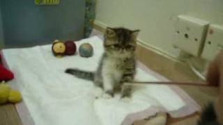 MinMin's BB @3 Dec 2008.wmv