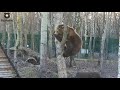 Мансур,заводи!🐻🛴/Bear Mansur